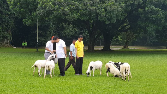 Jokowi dan Airlangga di Kebun Raya Bogor (Foto: Dok. Airlangga Hartarto)