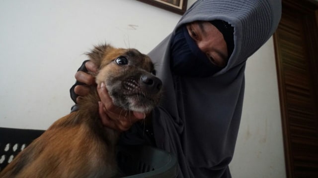 70 Anjing Milik Hesti Sutrisno yang Ditolak Warga di Bogor Akan Direlokasi (623)