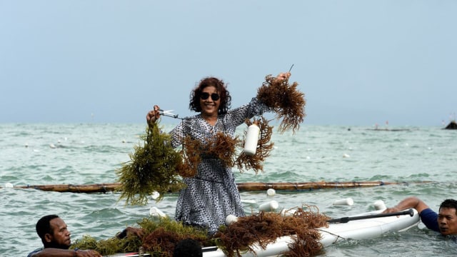 Menteri Susi panen rumput laut di Fakfak Timur. (Foto: Instagram @susipudjiastuti115)