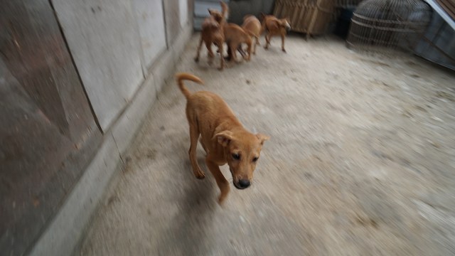 Selain menjadi hewan peliharaan, anjing juga dikonsumsi oleh sejumlah kalangan. Foto: Helmi Afandi Abdullah/kumparan