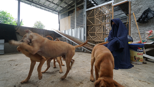 Hesti Sutrisno merawat 11 anjing dan 20 kucing. Foto: Helmi Afandi Abdullah/kumparan