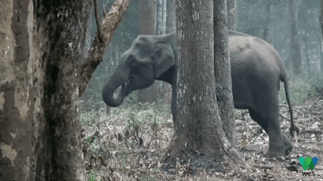 Gajah 'merokok' di India. (Foto: Vinay Kumar/Wildlife Conservation Society India)