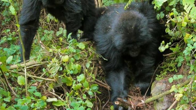 Anak-anak gorila (Foto: Dian Fossey Gorilla Fund)