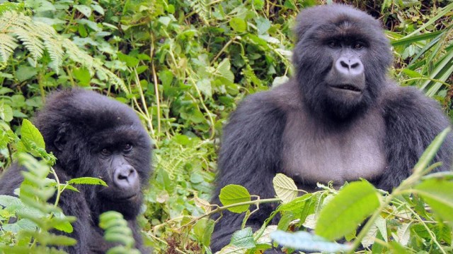 Anak-anak gorila (Foto: Dian Fossey Gorilla Fund)