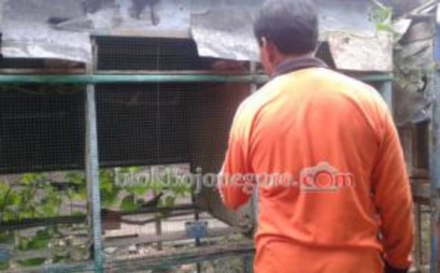 Sukses Ternak Perkutut Warga Setren Akan Kembangkan Love Bird