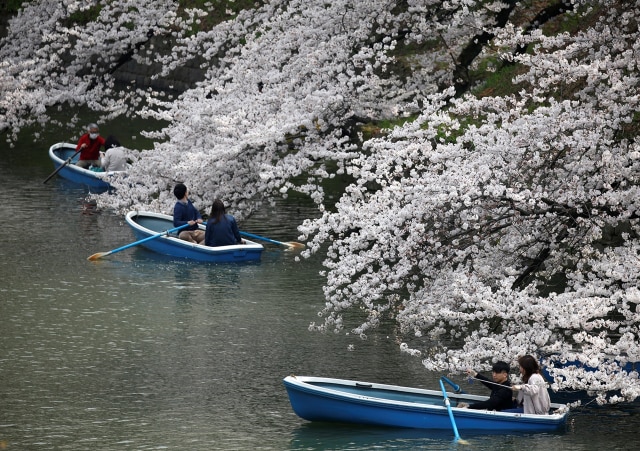 Bunga sakura di Jepang (Foto: REUTERS/Issei Kato)