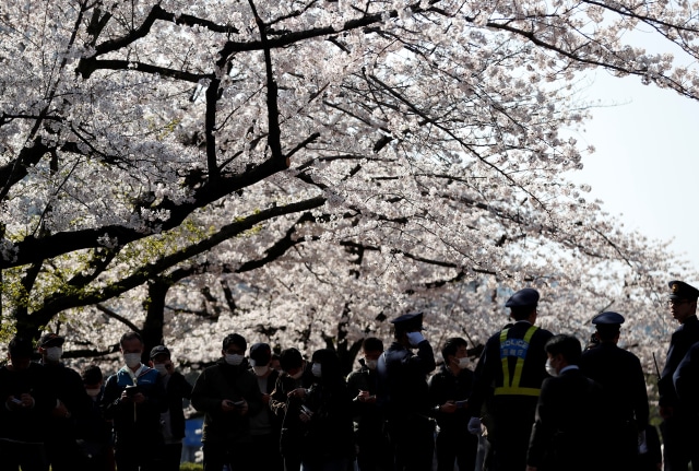 Bunga sakura di Jepang (Foto: REUTERS/Issei Kato)
