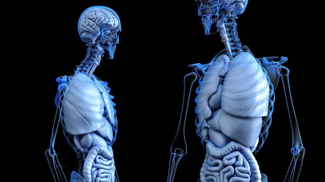 Ilustrasi organ tubuh manusia. Foto: www_slon_pics via Pixabay (CC0 Creative Commons)