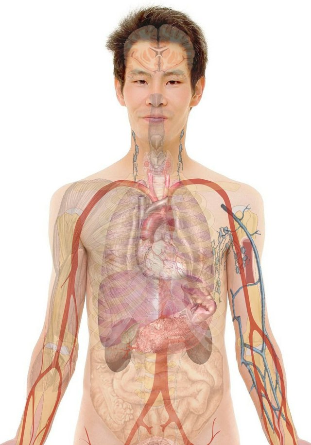 Ilustrasi organ tubuh manusia. (Foto: Geralt via Pixabay (CC0 Creative Commons))