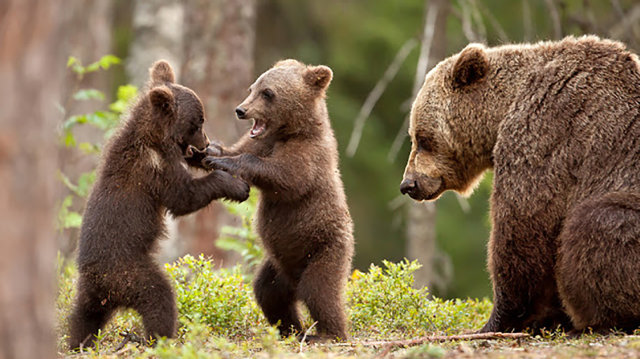 Tradisi Memuja Beruang Oleh Suku Ainu. (Foto: Flickr/Paranoid Gerl)