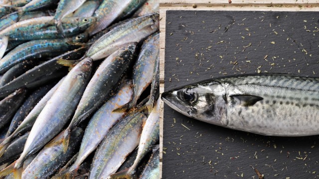 Ikan sarden dan ikan mackerel. (Foto: Pixabay; Shutterstock)