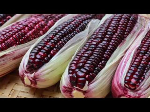 Jagung Ungu (Foto: Youtube/Info Bergerak)