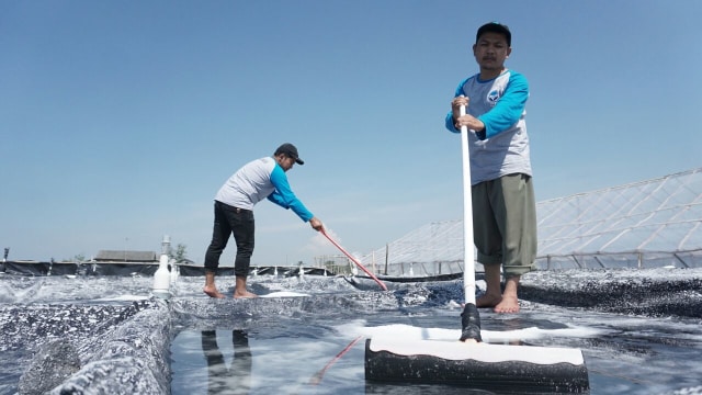 Tambak garam sistem bestekin (Foto: Jamal Ramadhan/kumparan)