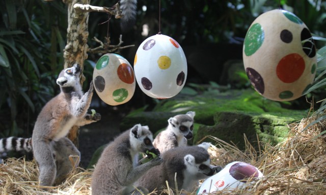 Melihat Lemur dan Harimau Berburu Telur Paskah (1)