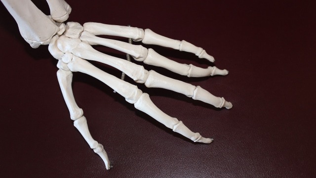Ilustrasi tulang jari manusia. Foto: IAOM-US via Pixabay