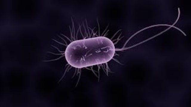 Ilustrasi sel dan bakteri Foto: Pixabay