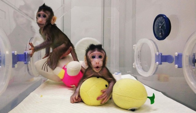 Kemungkinan Kloning Manusia Setelah Ilmuwan Cina Sukses Kloning Monyet 