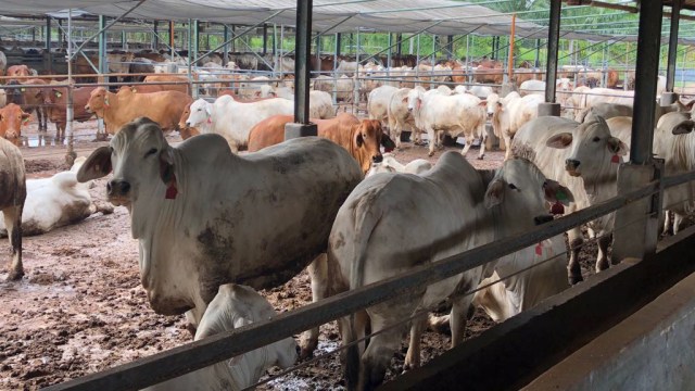 Peternakan sapi atau feedlot. Foto: Arifin Asydhad/kumparan