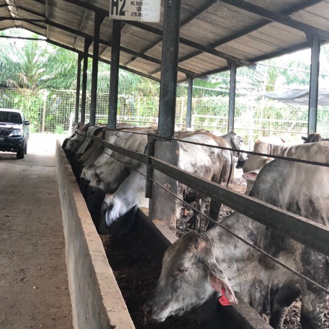 Peternakan sapi atau feedlot. (Foto: Arifin Asydhad/kumparan)