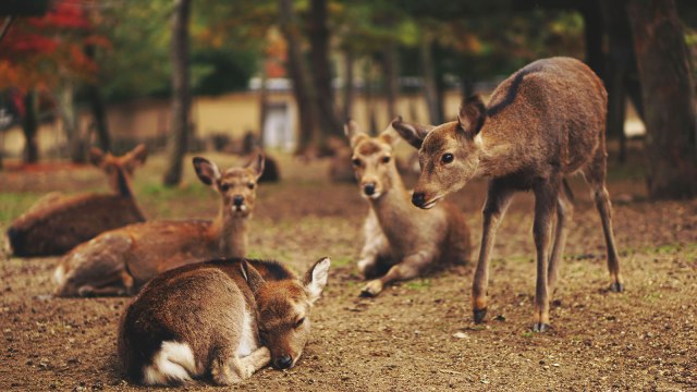 Rusa di Taman Nara. (Foto: Wikimedia Commons)