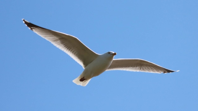 Burung terbang (Foto: jLasWilson/Pixabay)