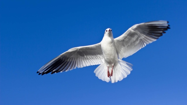Burung terbang (Foto: Free-Photos/Pixabay)