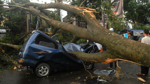 Mobil tertimpa pohon di Sukabumi Foto: ANTARA FOTO/Budiyanto