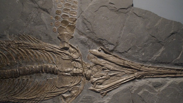 Fosil ichthyosaurus. Foto: Efraimstochter via pixabay