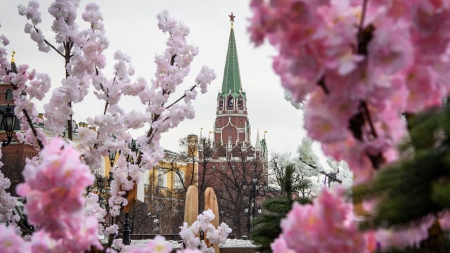 Pohon bunga sakura (Foto:  AFP/MLADEN ANTONOV)