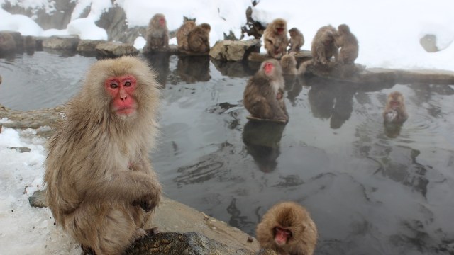 Monyet jepang di pemandian air panas. (Foto: andrew_t8 via pixabay)