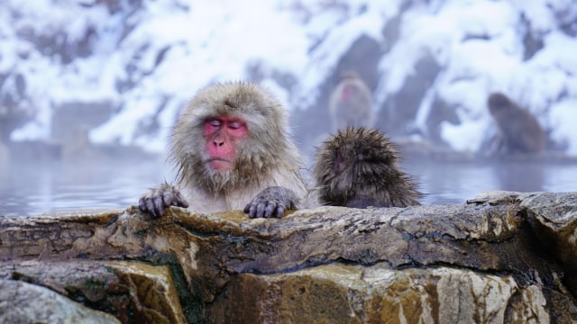 Monyet jepang mandi air panas. (Foto: julienlstark via pixabay)