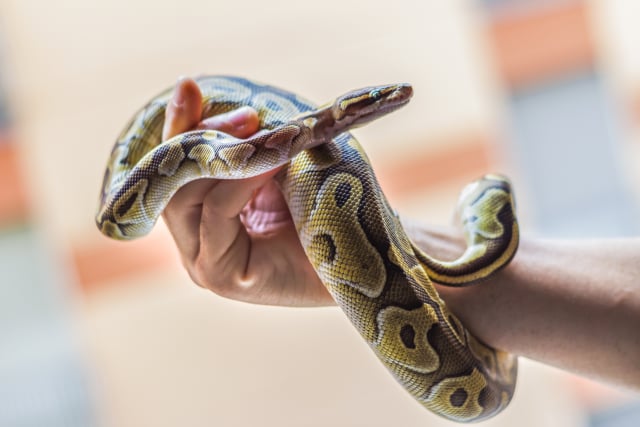 ilustrasi ular (Foto: dok.thinkstock)
