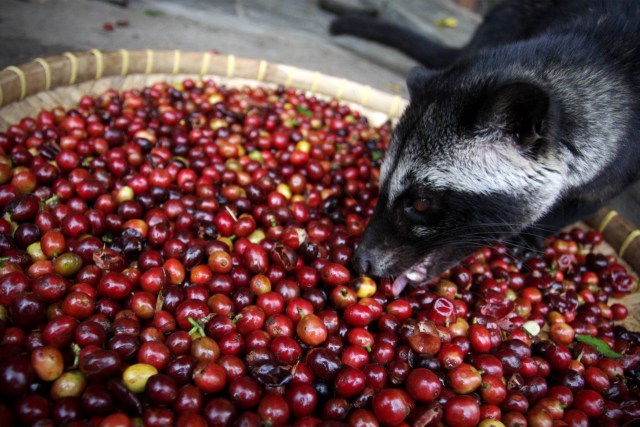 Kenapa Kopi Luwak Mahal Ini Alasannya Kumparan Com