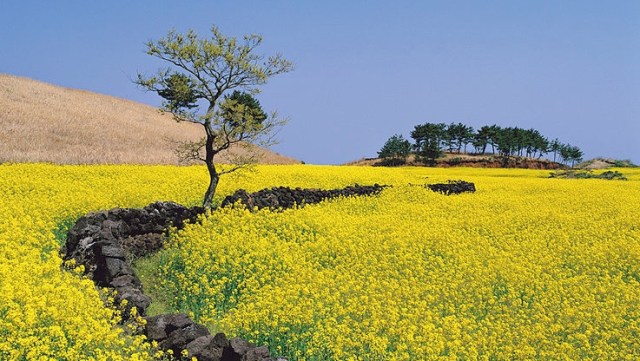 Pulau Jeju. (Foto: Wikimedia Commons)