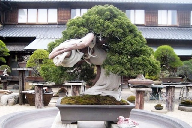 5 Langkah Mudah Menanam Bonsai Beringin