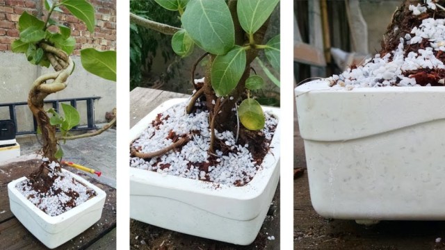 5 Langkah Mudah Menanam Bonsai Beringin (2)