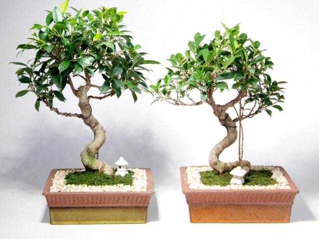 5 Langkah Mudah Menanam Bonsai Beringin (5)