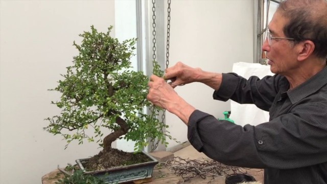 5 Langkah Mudah Menanam Bonsai Beringin (6)