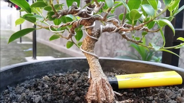 5 Langkah Mudah Menanam Bonsai Beringin (8)