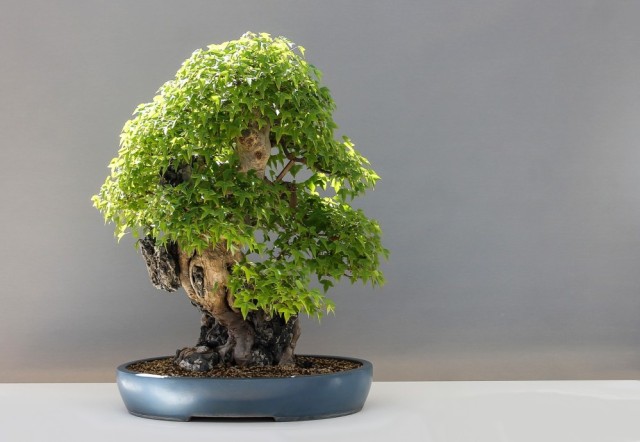 5 Langkah Mudah Menanam Bonsai Beringin (9)