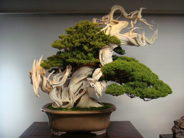 5 Langkah Mudah Menanam Bonsai Beringin (10)