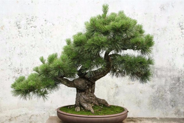 5 Langkah Mudah Menanam Bonsai Beringin (11)