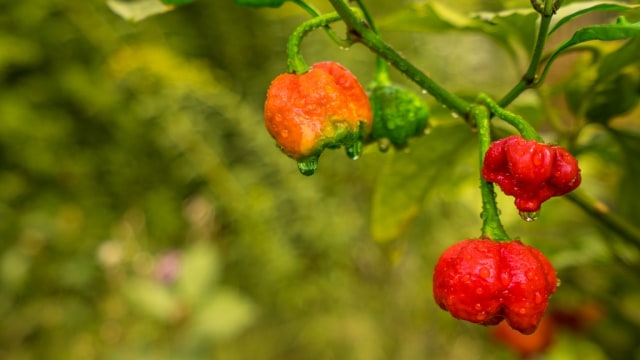 Cabai Carolina Reaper Foto: Flikr/TheChili.Life