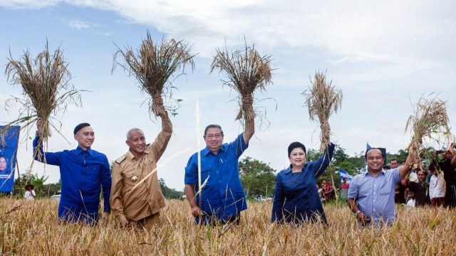 SBY panen raya padi di Yogyakarta. (Foto: Antara/Andreas Fitri Atmoko)