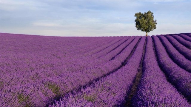 Lavender Field. (Foto: Flickr / Le Meridien Hotels)