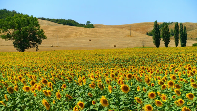 Sunflowers Field. (Foto:  Flickr / ronniekinnie)
