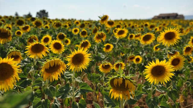Sunflowers Field. (Foto: Flickr/Todd)