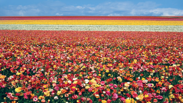 Carlsbad Flowers Field. (Foto: Flickr / Sumeralts)