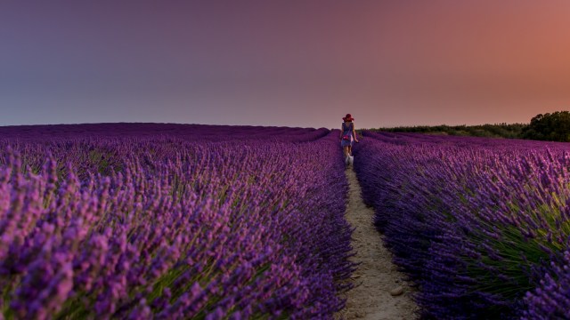 Lavender Field. (Foto: Flickr / Dong)