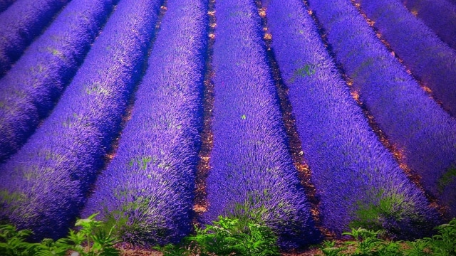 Lavender Field. (Foto: Flickr/ROBA66)